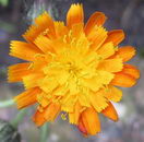 قلم موی شیطان